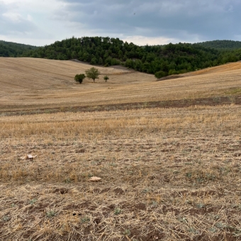 Kazaklar Emlak’tan Bilecik Osmaneli Soğukçapınar Köyiçi 2535 M2 Satılık Tarla