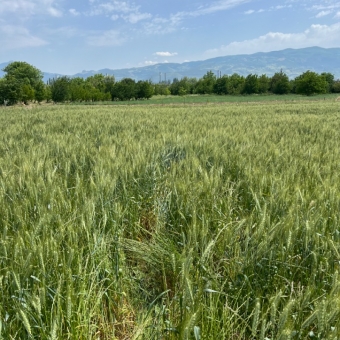 Kazaklar Emlak’tan Geyve Düzakçaşehir de 2963 M2 Satılık Tarla