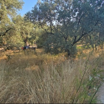 ARMUTLU FISTIKLI MEVKİİNDE 980M2 YOLA CEPHELİ FIRSAT...