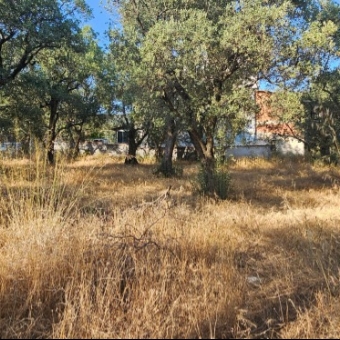 ARMUTLU FISTIKLI MEVKİİNDE 980M2 YOLA CEPHELİ FIRSAT...