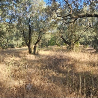 ARMUTLU FISTIKLI MEVKİİNDE 980M2 YOLA CEPHELİ FIRSAT...