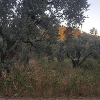 ARMUTLU FISTIKLI MEVKİİNDE 980M2 YOLA CEPHELİ FIRSAT...