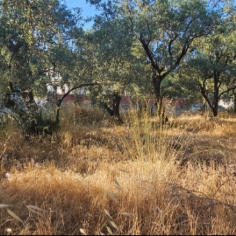 ARMUTLU FISTIKLI MEVKİİNDE 980M2 YOLA CEPHELİ FIRSAT...