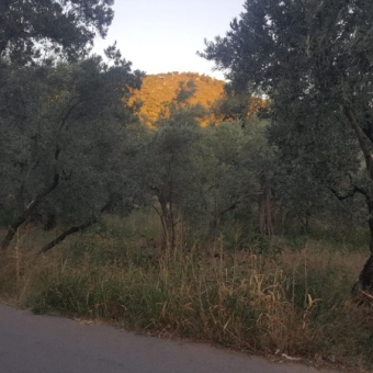 ARMUTLU FISTIKLI MEVKİİNDE 980M2 YOLA CEPHELİ FIRSAT...