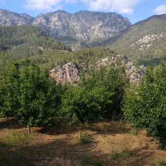 KÜKÜR MAHALLESİNDE SÜPER GENİŞ KİRAZ BAHÇESİ - YOLA SIFIR