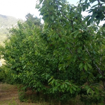 KÜKÜR MAHALLESİNDE SÜPER GENİŞ KİRAZ BAHÇESİ - YOLA SIFIR