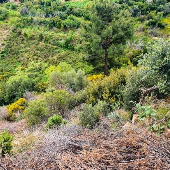 Anamur Kızılaliler Satılık Müstakil Tapulu Tarla