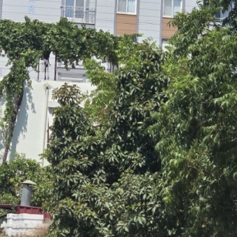 Mersin Anamur Çevre Yolu Satılık Arsa