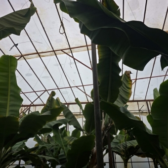 Mersin Anamur Satılık Muz Serası