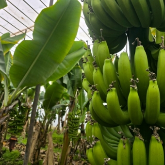 Mersin Anamur Satılık Muz Serası