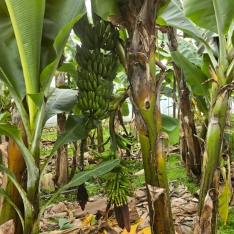 Mersin Anamur Satılık Muz Serası