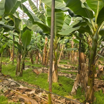 Mersin Anamur Satılık Muz Serası