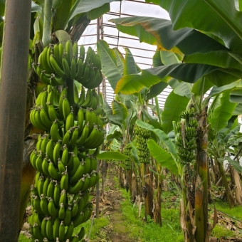 Mersin Anamur Satılık Muz Serası