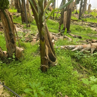 Mersin Anamur Satılık Muz Serası