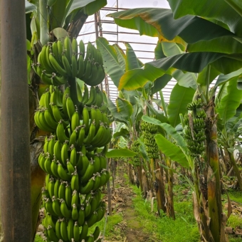 Mersin Anamur Satılık Muz Serası