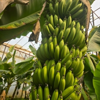 Mersin Anamur Satılık Muz Serası