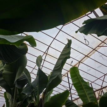 Mersin Anamur Satılık Muz Serası