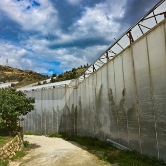 Mersin Anamur Satılık Muz Serası