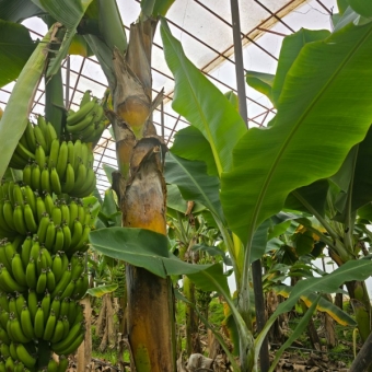 Mersin Anamur Satılık Muz Serası