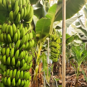 Mersin Anamur Sultançayı Kenarında Satılık Muz Serası