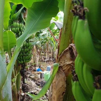 Mersin Anamur Sultançayı Kenarında Satılık Muz Serası