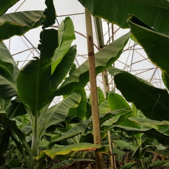 Mersin Anamur Sultançayı Kenarında Satılık Muz Serası