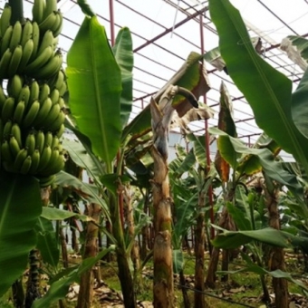 Mersin Anamur Sultançayı Kenarında Satılık Muz Serası