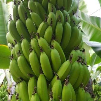 Mersin Anamur Sultançayı Kenarında Satılık Muz Serası