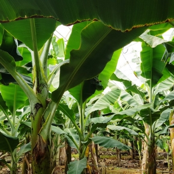 Mersin Anamur Sultançayı Kenarında Satılık Muz Serası