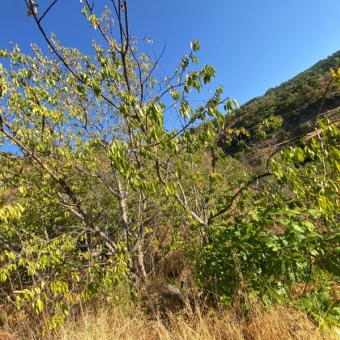 Mersin Anamur Karaçukur Satılık Tarla