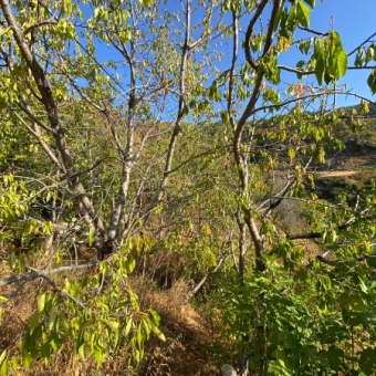 Mersin Anamur Karaçukur Satılık Tarla