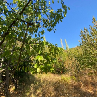 Mersin Anamur Karaçukur Satılık Tarla