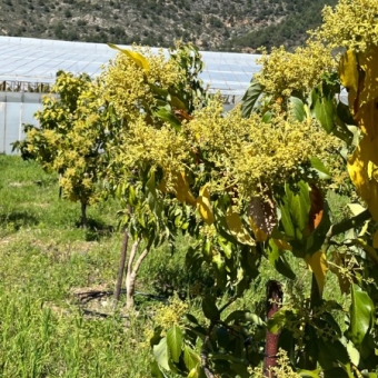 Mersin Anamur Satılık Müstakil Arsa