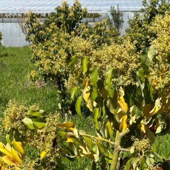 Mersin Anamur Satılık Müstakil Arsa