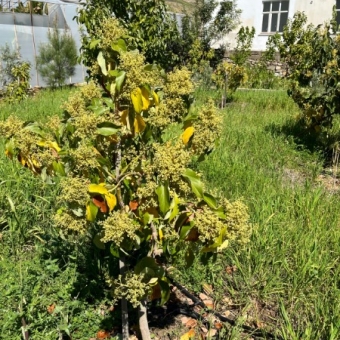 Mersin Anamur Satılık Müstakil Arsa