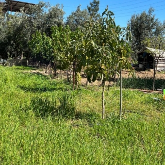 Mersin Anamur Satılık Müstakil Arsa