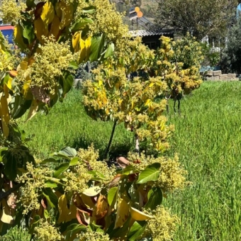 Mersin Anamur Satılık Müstakil Arsa