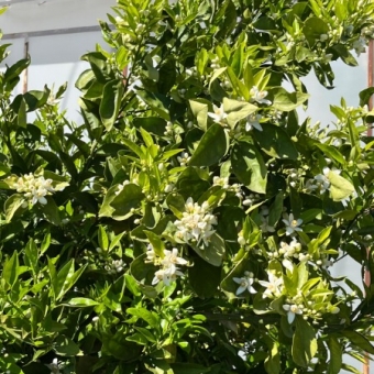 Mersin Anamur Satılık Müstakil Arsa