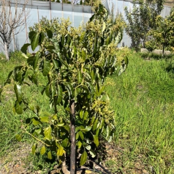 Mersin Anamur Satılık Müstakil Arsa