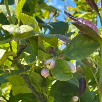 Mersin Anamur Satılık Müstakil Arsa