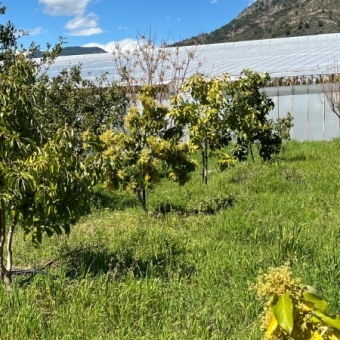 Mersin Anamur Satılık Müstakil Arsa