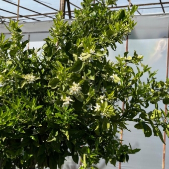 Mersin Anamur Satılık Müstakil Arsa