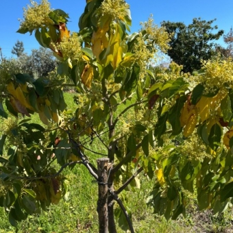 Mersin Anamur Satılık Müstakil Arsa