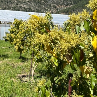 Mersin Anamur Satılık Müstakil Arsa