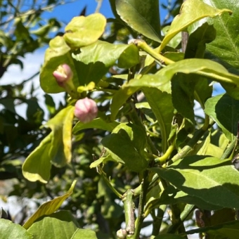 Mersin Anamur Satılık Müstakil Arsa